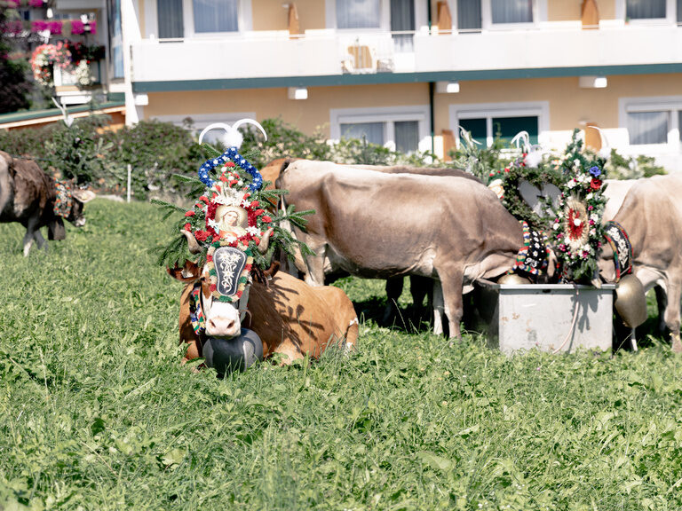 Almabtrieb - geschmückte Kühe grasen in der Wiese und trinken Wasser