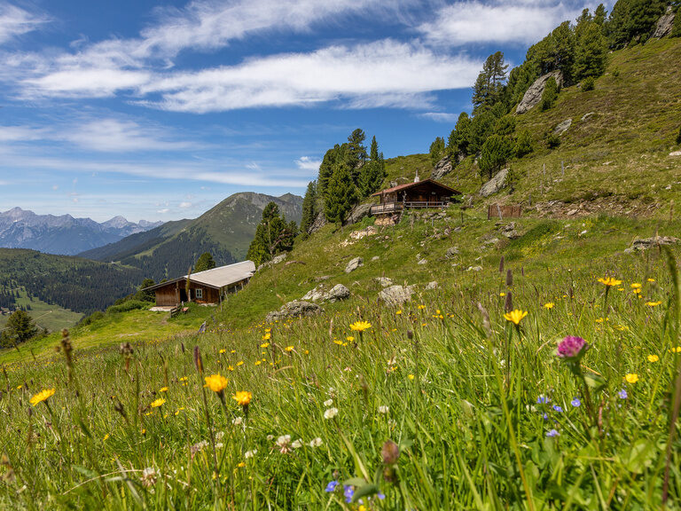 Almwiese mit Blick auf die Bergwelt