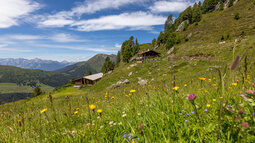 Almwiese mit Blick auf die Bergwelt